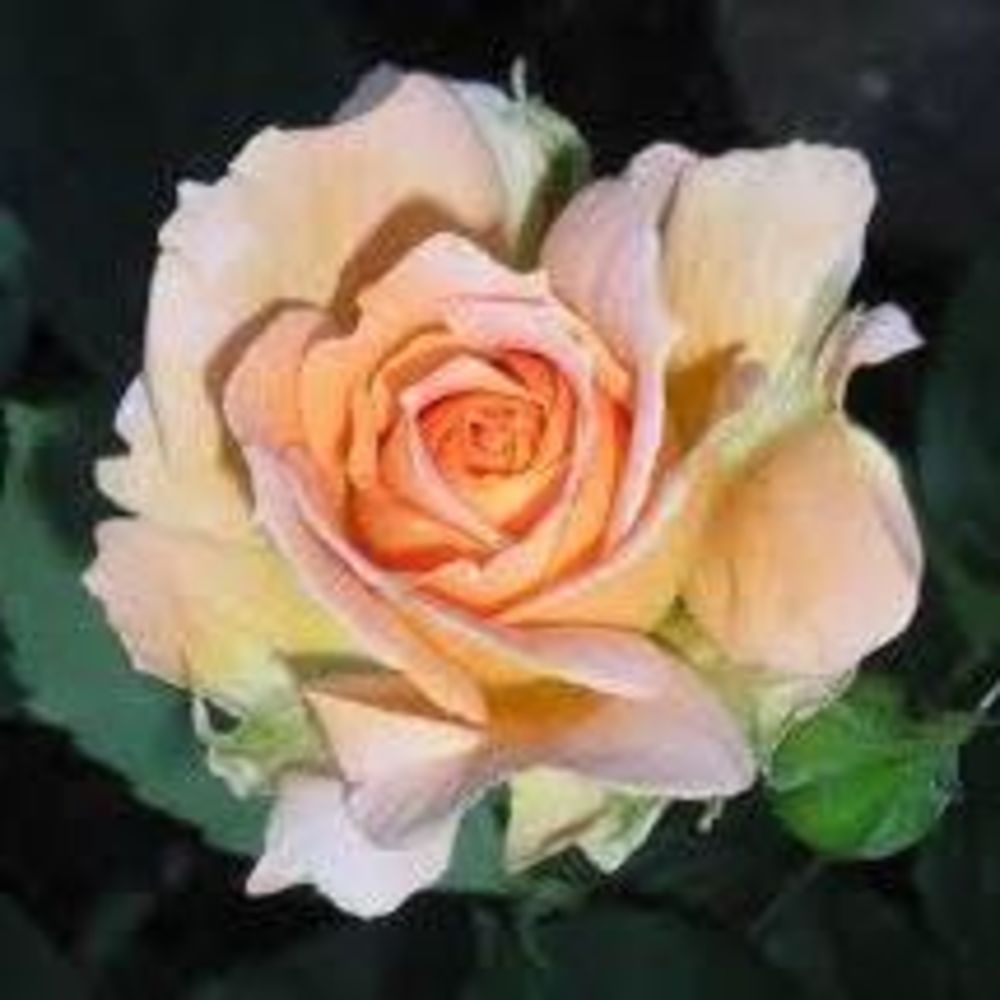 Meet your Posher, Erin